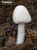 Destroying Angel