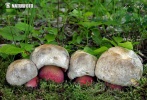 Devil's Bolete