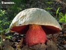 Devil's Bolete