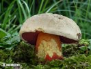 Devil's Bolete