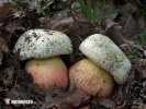 Devil's Bolete