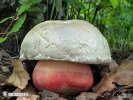 Devil's Bolete