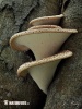 Dryad´s Saddle