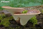 Dryad´s Saddle