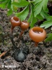 Dumontinia tuberosa