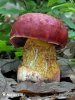 Dupain’s bolete