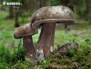 Dusky Bolete