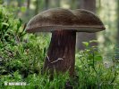 Dusky Bolete