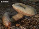 Dusky Bolete