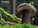 Dusky Bolete