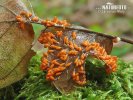 Egg Shell Slime Mould