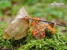 Egg Shell Slime Mould