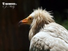 Egyptian Vulture