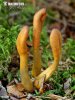 Elaphocordyceps ophioglossoides