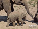 Elefant asiàtic