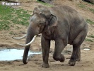 Elefante asiatico