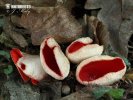 Elfcup - Sarcoscypha jurana