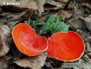 Elfcup - Sarcoscypha jurana