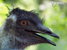 Emu zwyczajne