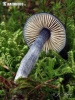 Entoloma nitida