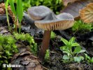 Entoloma vernum