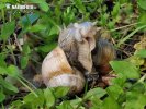 Escargot de Bourgogne