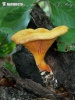 False Chantarelle