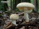 False Death Cap