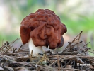 False Morel