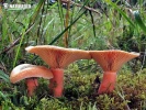 False Saffron Milkcap