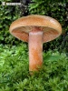 False Saffron Milkcap