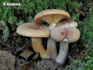 Fenugreek Milkcap