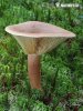 Fenugreek Milkcap