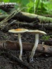 Fibrecap - Inocybe auricoma