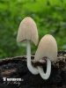 Firerug Inkcap