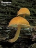 Flammulaster muricatus