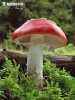 Fly Agaric