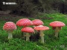 Fly Agaric