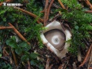 Four-footed Earthstar