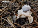 Four-footed earthstar