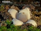 Four-footed Earthstar