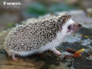 Four-toed hedgehog