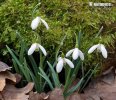 Galanthus nivalis