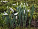 Galanthus nivalis