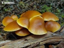 Galerina marginata