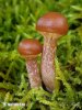 Galerina marginata