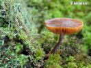 Galerina marginata