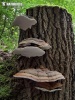 Ganoderma applanatum