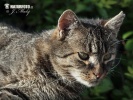 Gato Silvestre