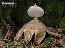 Geastrum pectinatum